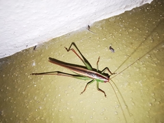 Conocephalus magdalenae