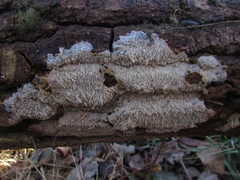 Phlebia rufa