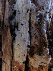 Hyphodontia arguta