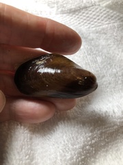 Modiolinae