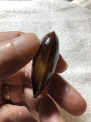 Modiolinae