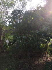 Cnidoscolus aconitifolius