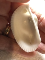 Anadara secticostata