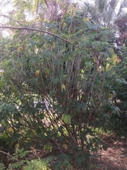 Cnidoscolus aconitifolius