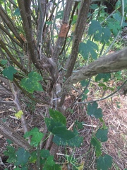 Cnidoscolus aconitifolius