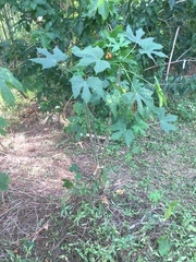 Cnidoscolus aconitifolius