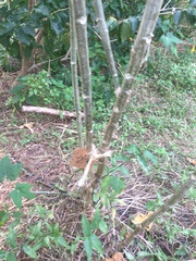 Cnidoscolus aconitifolius