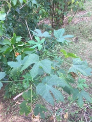 Cnidoscolus aconitifolius