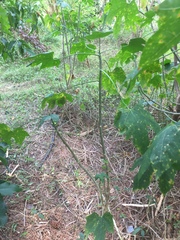 Cnidoscolus aconitifolius