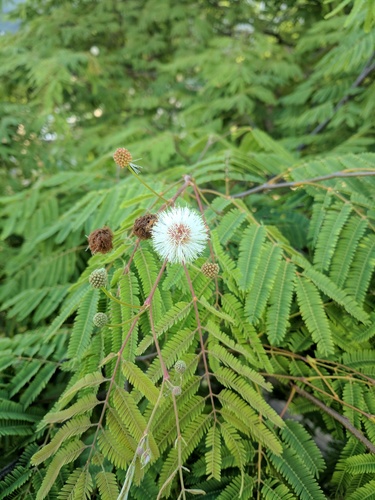 Lysiloma divaricatum - Whole tree