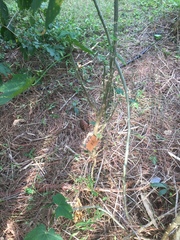 Cnidoscolus aconitifolius