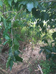 Cnidoscolus aconitifolius