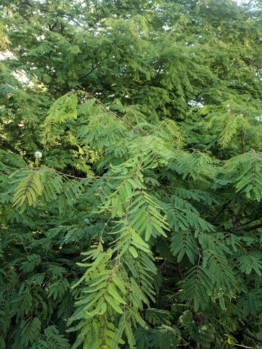 Lysiloma divaricatum - Leaves