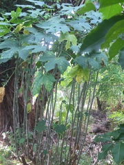 Cnidoscolus aconitifolius