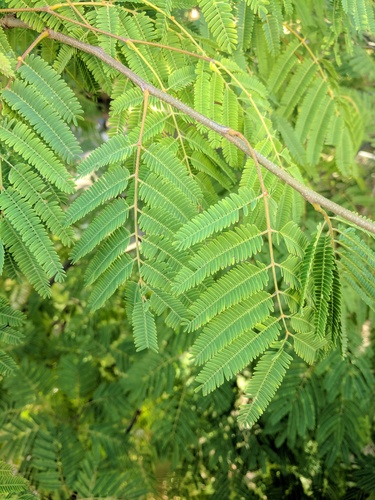 Lysiloma divaricatum - Leaves