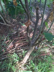 Cnidoscolus aconitifolius