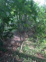 Cnidoscolus aconitifolius