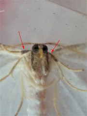 Protitame virginalis