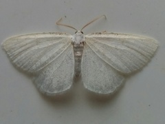 Protitame virginalis