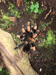 Megaphobema mesomelas