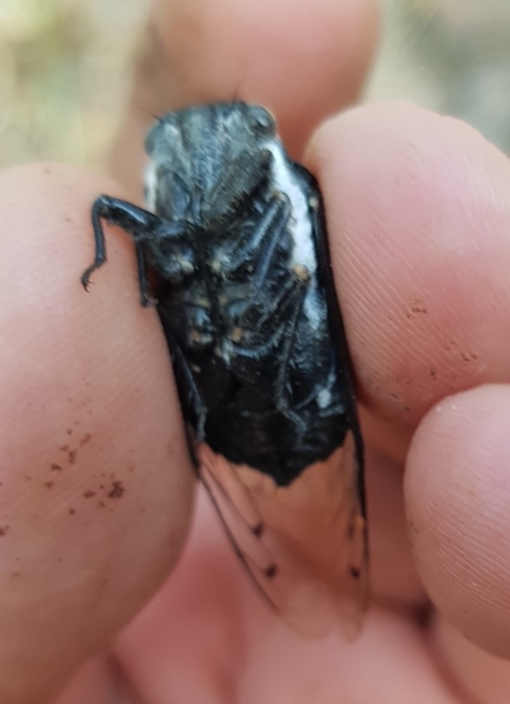Black-bellied Cactus-Dodger