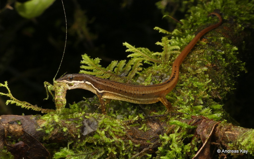 White-Striped Eyed Lizard