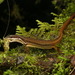 White-Striped Eyed Lizard - Photo (c) Andreas Kay, some rights reserved (CC BY-NC-SA)