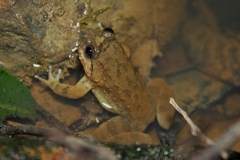 Limnonectes conspicillatus