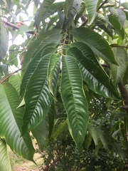 Annona reticulata