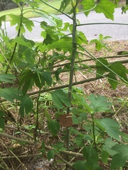 Cnidoscolus aconitifolius