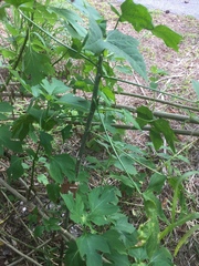 Cnidoscolus aconitifolius