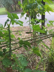 Cnidoscolus aconitifolius