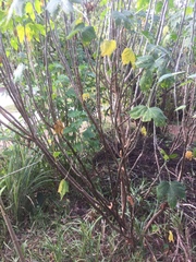 Cnidoscolus aconitifolius