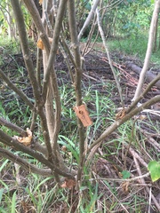 Cnidoscolus aconitifolius