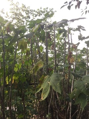 Cnidoscolus aconitifolius