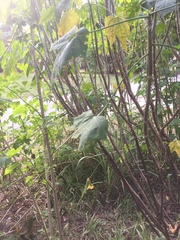 Cnidoscolus aconitifolius