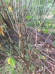 Cnidoscolus aconitifolius