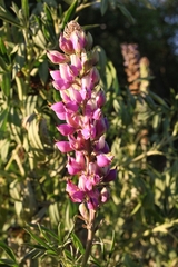 Lupinus campestris