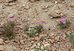 Nama aretioides multiflora