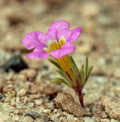 Nama aretioides multiflora
