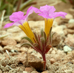Nama aretioides multiflora
