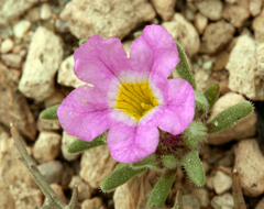 Nama aretioides multiflora