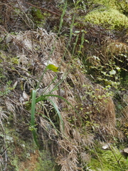 Thelymitra longifolia