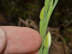 Thelymitra longifolia