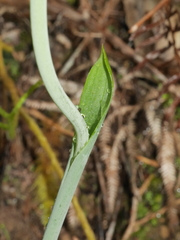 Thelymitra longifolia