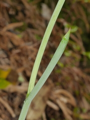 Thelymitra longifolia