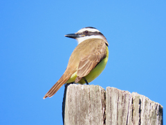 Pitangus sulphuratus