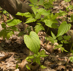 Dioscorea villosa
