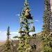 Rocky Mountains Subalpine Fir - Photo (c) Famartin, some rights reserved (CC BY-SA)