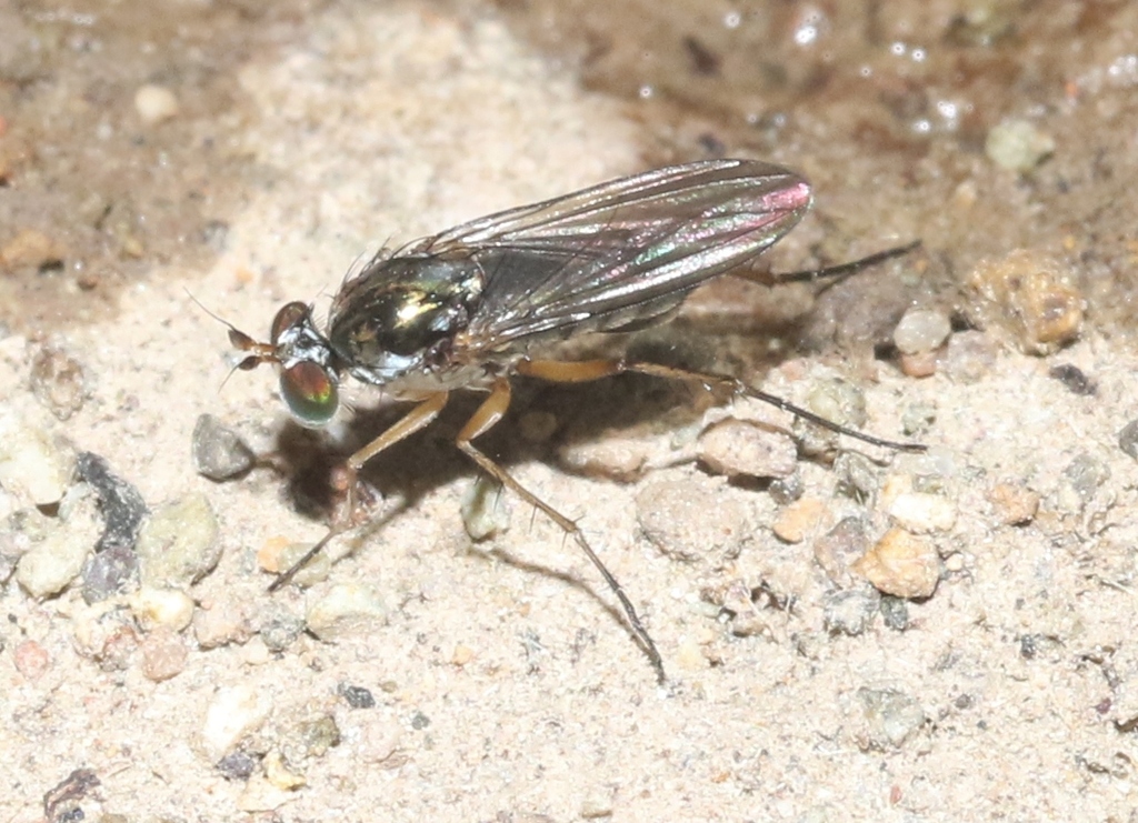 Tachytrechus californicus